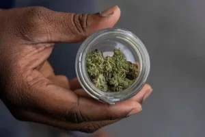 cannabis