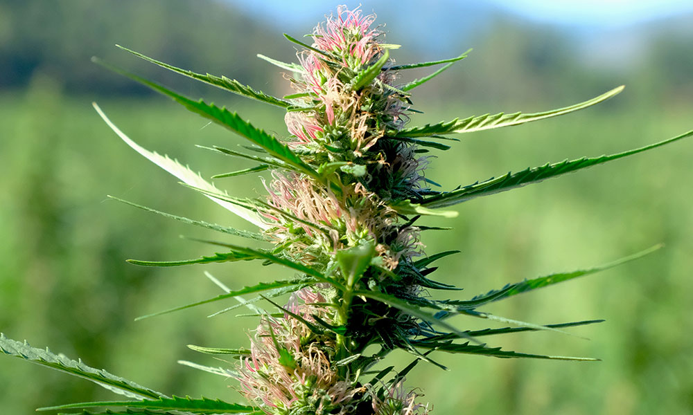 cannabis
